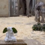 A baby elephant and his mom walk into their enclosure. Closer to the camera is the back of a tiny snowman with large leaves for ears, like an elephant's.