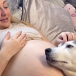 A pregnant woman lays on her back, her large belly exposed. She smiles as she looks down and pets the Husky resting her head on her stomach.