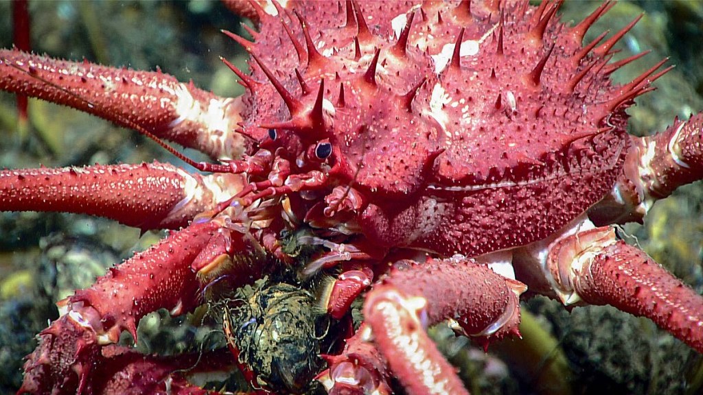 Close up of an adult king crab, species Neolithodes agassizii. It's large, red, and has lots of spikes on its body. 