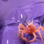 Close up of a tiny baby king crab resting on someone's fingers. The baby crab has very spiky