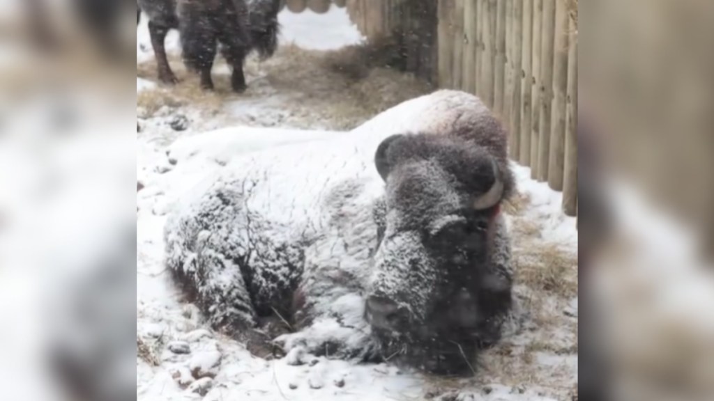 Buffalo Zoo Shares Delightfully Festive Snow Day With Their Bison