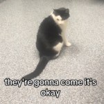 Close up of a black-and-white cat sitting on the floor at the vet. He looks down, sadly. Text on the image reads: they're gonna come it's okay