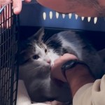 Close up of a cat in a crate. He looks up at the human who is looking closely at him as he pets the cat.