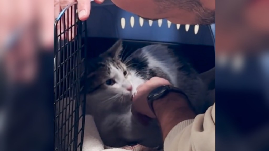 Close up of a cat in a crate. He looks up at the human who is looking closely at him as he pets the cat.