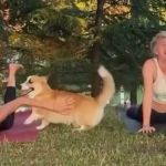 A corgi interrupting two women doing yoga outdoors.