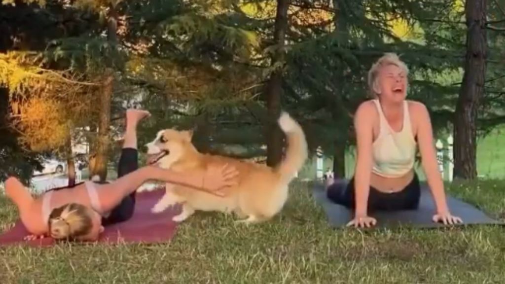 A corgi interrupting two women doing yoga outdoors.