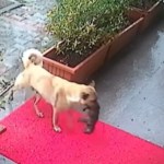 Exterior view of a vet clinic. A dog walks up to the front door while carrying a puppy in her mouth