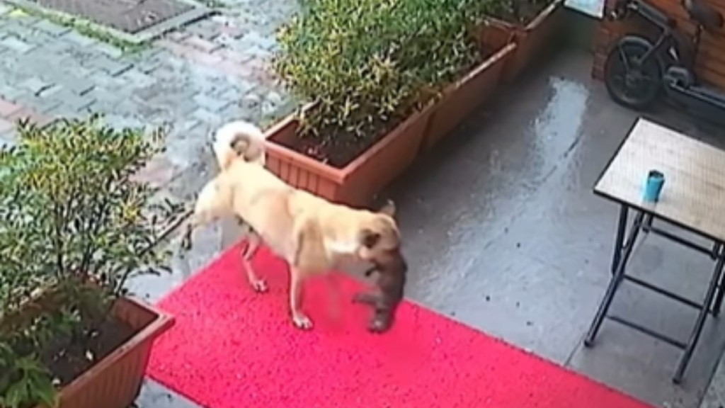 Exterior view of a vet clinic. A dog walks up to the front door while carrying a puppy in her mouth