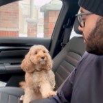 A man sits in a car, looking over at his dog. The dog sits in the passenger seat, facing the man. The dog has one paw placed on the man's arm rest.