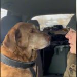 A woman and her dog looking at one another while sitting in the car together.