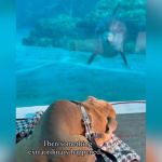 A dolphin looking at a dog through the aquarium glass.