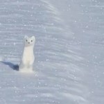 A white ermine sits tall on snow-covered ground, attentive.