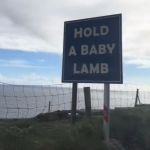 A sign that reads, "Hold a baby lamb."