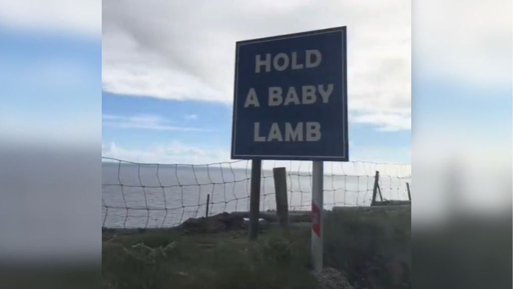 A sign that reads, "Hold a baby lamb."