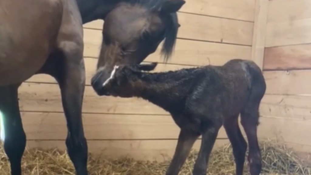 A mama horse leans down to nuzzle the face of her small foal.