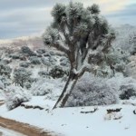 View of a path in Joshua Tree National Park. There's snow covering the ground, other than the walkway. There's also snow on the surrounding trees and other greenery