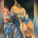 a k-9 dog waiting anxiously in the car for his pup cup