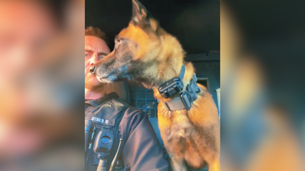 a k-9 dog waiting anxiously in the car for his pup cup