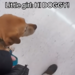 a service dog walking with his handler inside a grocery store