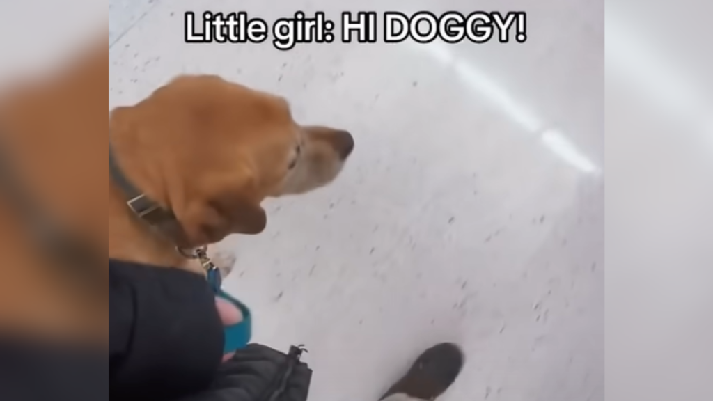 a service dog walking with his handler inside a grocery store