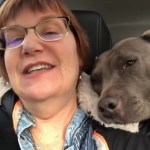 Close up of a woman sitting in a car. A pit bull rests her head on the woman's shoulder. The woman smiles but looks nervous.