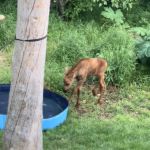 A baby moose investigating a kiddie pool.