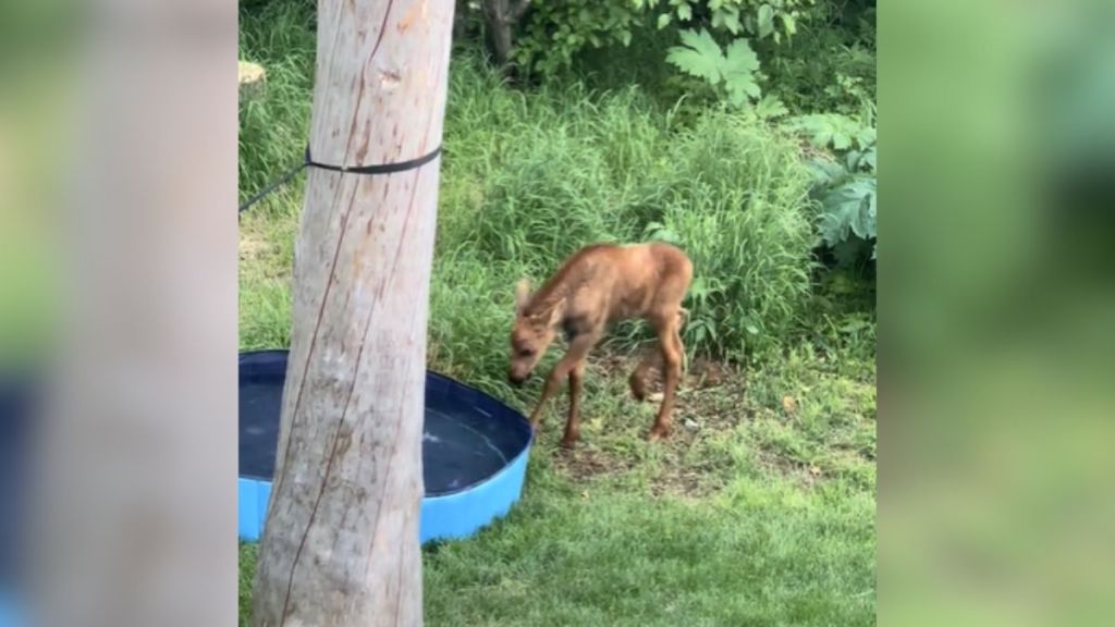 A baby moose investigating a kiddie pool.