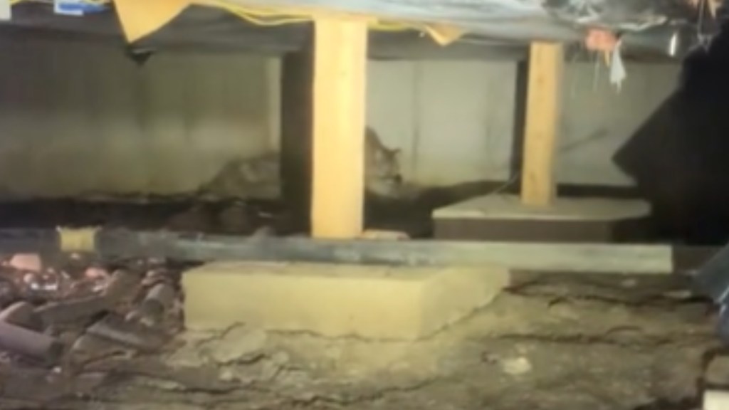 View of the crawl space under a home. In the distance a creature can be seen starting to crawl being a beam. The creature is hidden and a bit blurry