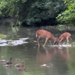 View from a distance of two deer playing in water. Nearby is a group of ducks in the same water