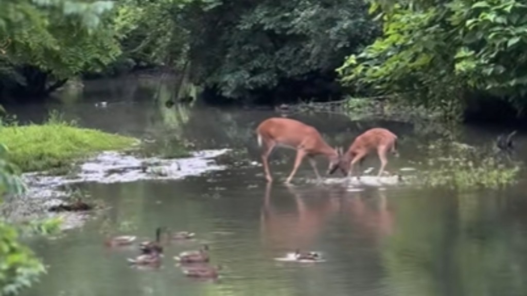 View from a distance of two deer playing in water. Nearby is a group of ducks in the same water