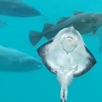 View of the bottom-half of a stingray as it swims amidst fish