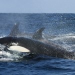 A pod of orcas swim around in the open water