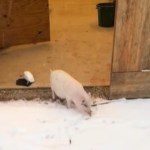 A small pig hesitantly starts to step outside onto the ground that is covered in snow.