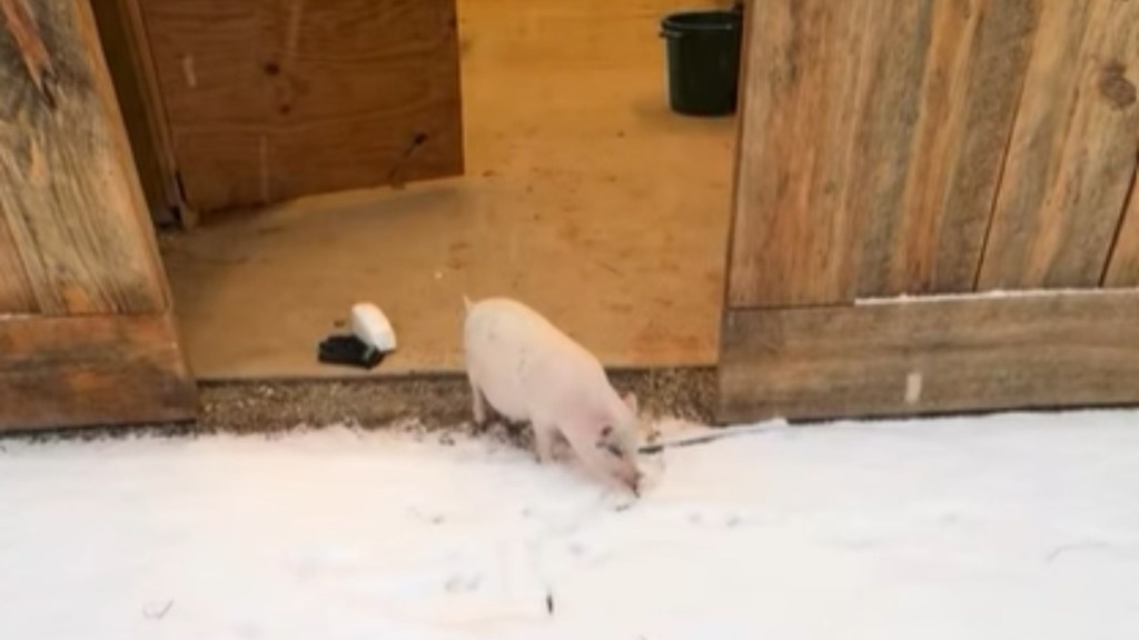 A small pig hesitantly starts to step outside onto the ground that is covered in snow.