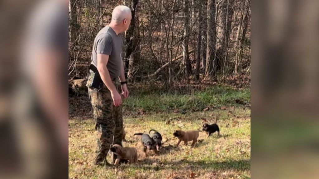 Puppies following a K-9 Unit trainer.