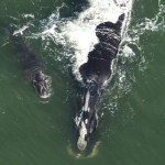 Top-down view of a right whale mom and her calf swimming off the Florida coast