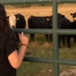 View from behind of a woman who stands at a fence, facing a group of cows giving her their attention