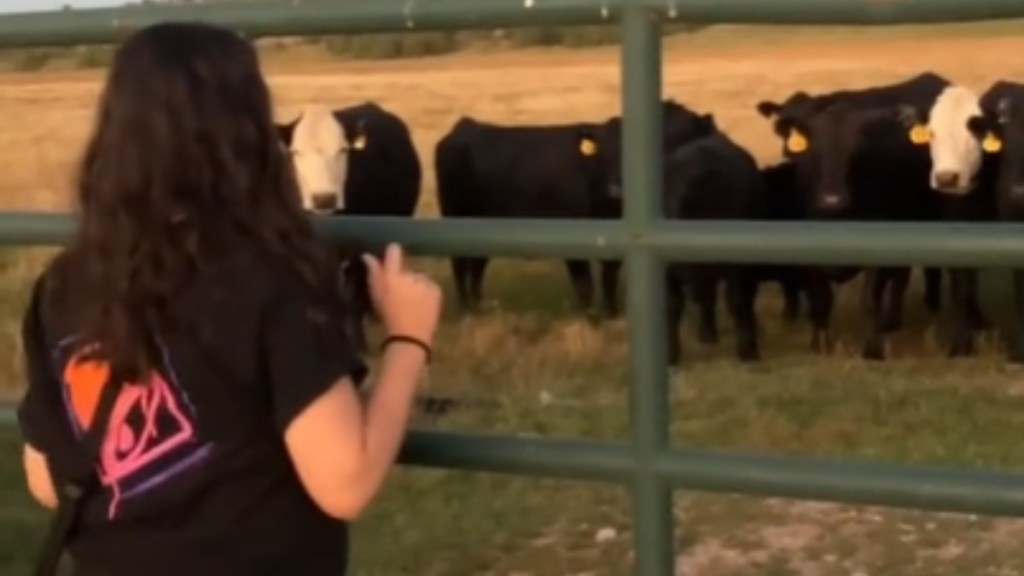 View from behind of a woman who stands at a fence, facing a group of cows giving her their attention