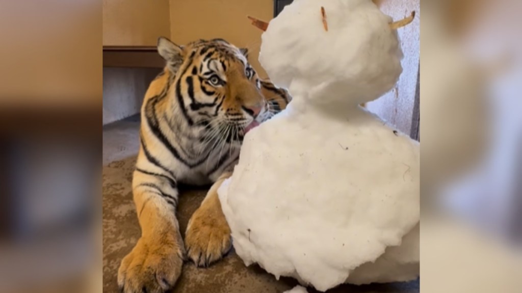 A tiger lays on the floor next to a pretty large snowman. The tiger looks enamored by the snowman, slightly licking it