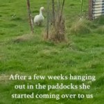 A goose stands at a distance behind a small fence, looking in the distance. Text on the image reads: After a few weeks hanging out in a paddocks she started coming over to us