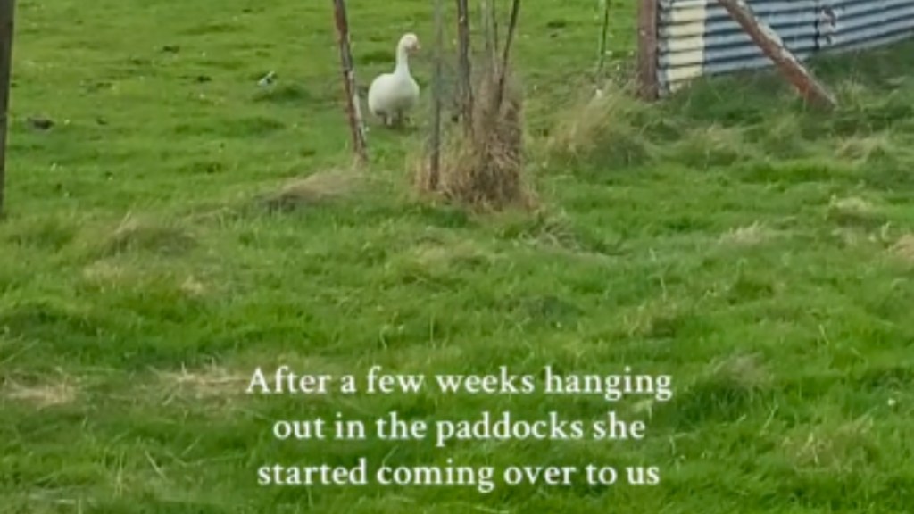 A goose stands at a distance behind a small fence, looking in the distance. Text on the image reads: After a few weeks hanging out in a paddocks she started coming over to us