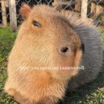 Close up of a capybara sitting on grass. Text on the image reads: pov: you open your camera roll