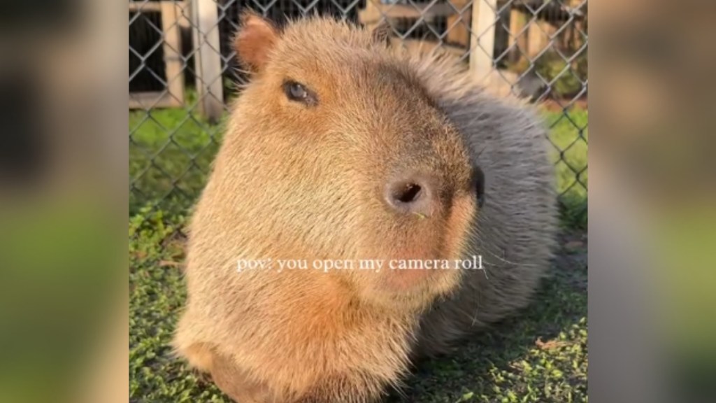 Close up of a capybara sitting on grass. Text on the image reads: pov: you open your camera roll