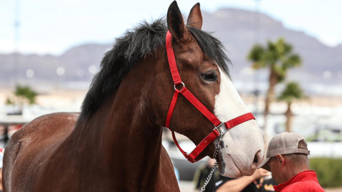 super bowl commercials budweiser clydesdales