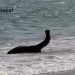 image shows a camel lying in the water at a beach, looking like Nessie.