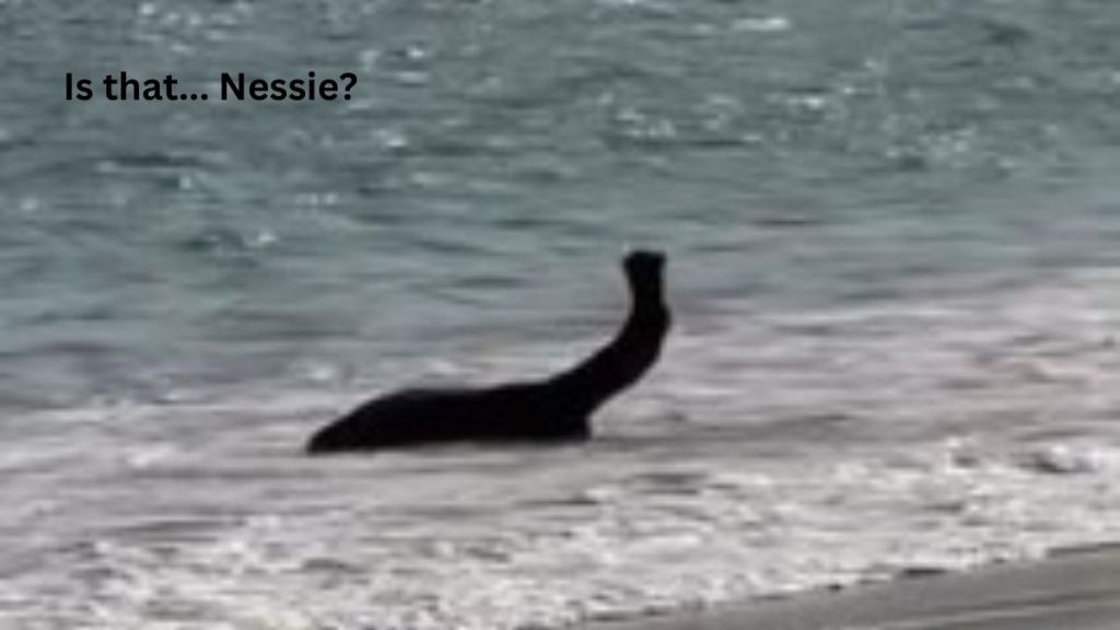 image shows a camel lying in the water at a beach, looking like Nessie.