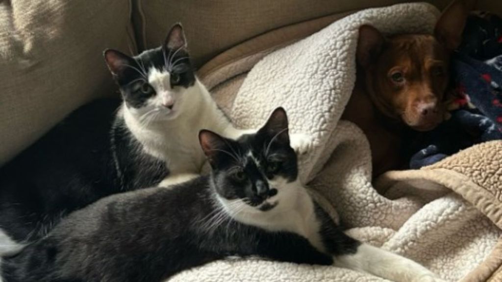 Image shows cats Frankie and Richard with their dog-brother in between rounds of hide and seek.