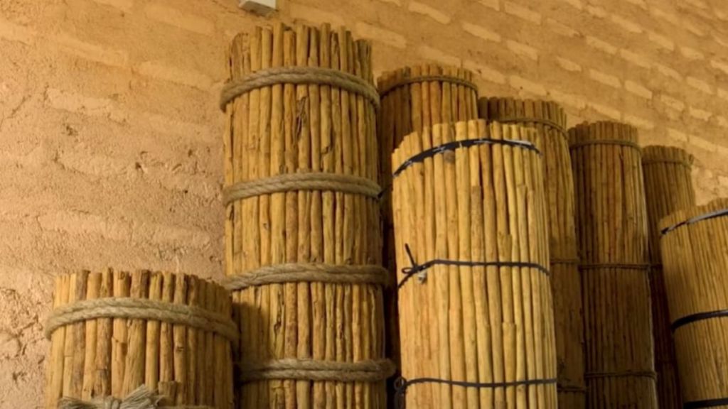 Image shows a cinnamon harvest awaiting processing.