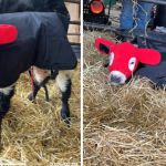 Images show a calf in a Carhartt suit to keep the little cow warm.