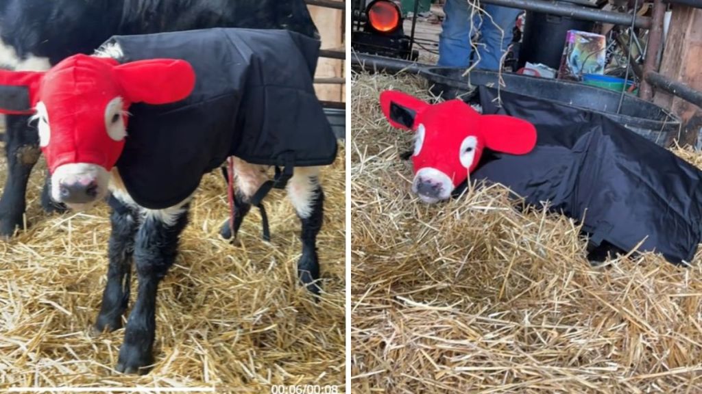 Images show a calf in a Carhartt suit to keep the little cow warm.